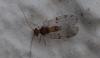 Ectopsocus petersi